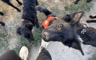 2026_Nordic-Strays-Betty_003