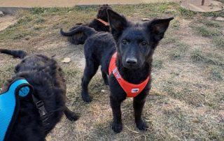 2026_Nordic-Strays-Betty_007