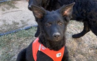 2026_Nordic-Strays-Betty_010