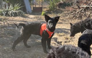 2026_Nordic-Strays-Betty_012