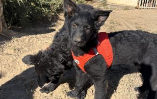 2026_Nordic-Strays-Betty_013
