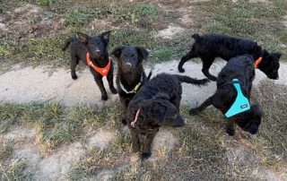 2026_Nordic-Strays-Betty_014