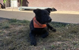2026_Nordic-Strays-Billy_001