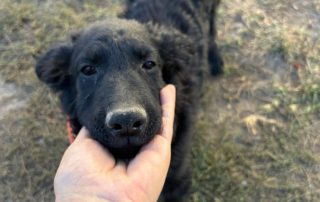 2026_Nordic-Strays-Billy_002