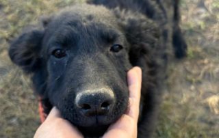 2026_Nordic-Strays-Billy_003