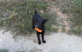 2026_Nordic-Strays-Billy_004