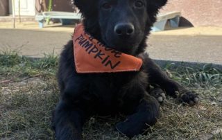 2026_Nordic-Strays-Billy_005