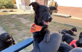 2026_Nordic-Strays-Billy_006