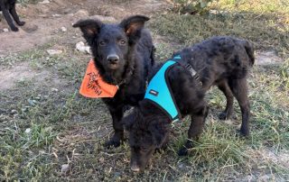 2026_Nordic-Strays-Billy_008