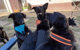2026_Nordic-Strays-Billy_011