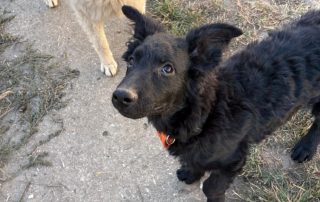 2026_Nordic-Strays-Billy_013