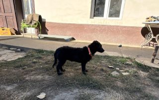2026_Nordic-Strays-Blue_001