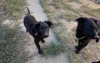 2026_Nordic-Strays-Blue_002