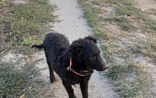 2026_Nordic-Strays-Blue_003