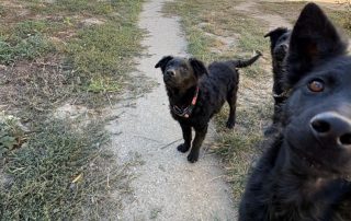 2026_Nordic-Strays-Blue_004
