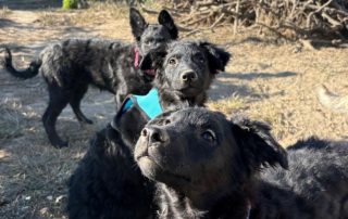 2026_Nordic-Strays-Blue_009