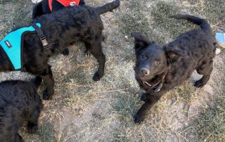 2026_Nordic-Strays-Blue_011