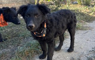 2026_Nordic-Strays-Blue_013