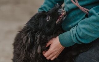2026_Nordic-Strays-Bonnie_001