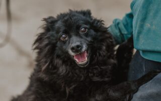 2026_Nordic-Strays-Bonnie_003