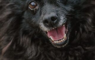 2026_Nordic-Strays-Bonnie_004