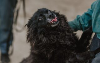 2026_Nordic-Strays-Bonnie_006