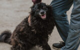 2026_Nordic-Strays-Bonnie_007