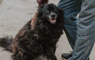 2026_Nordic-Strays-Bonnie_008