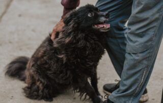 2026_Nordic-Strays-Bonnie_009