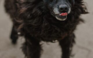 2026_Nordic-Strays-Bonnie_010