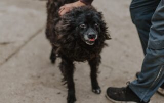 2026_Nordic-Strays-Bonnie_011