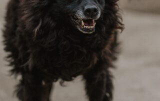 2026_Nordic-Strays-Bonnie_012