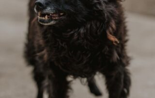 2026_Nordic-Strays-Bonnie_013
