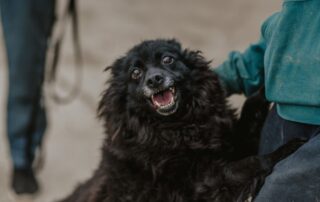 2026_Nordic-Strays-Bonnie_014