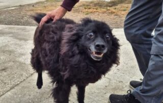 2026_Nordic-Strays-Bonnie_015