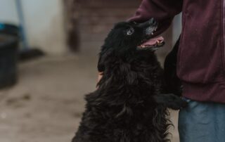 2026_Nordic-Strays-Bonnie_016