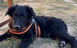 2026_Nordic-Strays-Boy_002