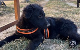 2026_Nordic-Strays-Boy_004