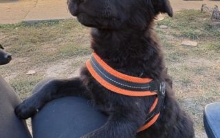 2026_Nordic-Strays-Boy_005