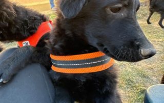 2026_Nordic-Strays-Boy_007