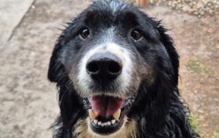 2026_Nordic-Strays-Bruno_001