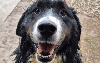 2026_Nordic-Strays-Bruno_002