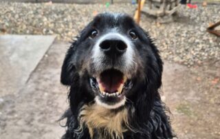 2026_Nordic-Strays-Bruno_003