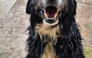 2026_Nordic-Strays-Bruno_004