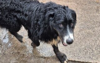 2026_Nordic-Strays-Bruno_005