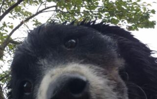 2026_Nordic-Strays-Bruno_006