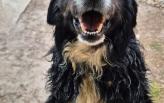 2026_Nordic-Strays-Bruno_008