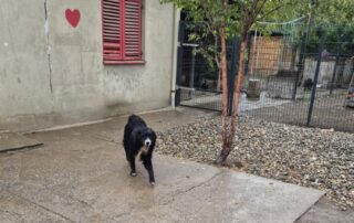 2026_Nordic-Strays-Bruno_010