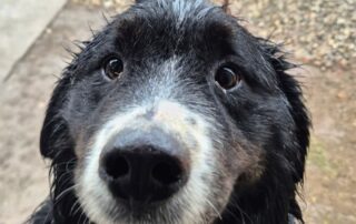 2026_Nordic-Strays-Bruno_011