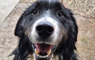 2026_Nordic-Strays-Bruno_012